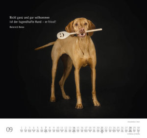 Hundeleben 2025 - DUMONT Wandkalender - mit den wichtigsten Feiertagen - Format 38,0 x 35,5 cm
