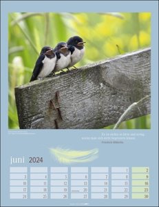 Heimische Vögel Kalender 2024. Wandkalender mit 12 Fotografien heimischer Vogelarten. Tier-Kalender 2024 zum Aufhängen. Foto-Kalender mit Monatsübersicht. 30x39 cm