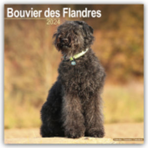 Bouvier des Flandres - Flandrischer Treibhund 2024 - 16-Monatskalender