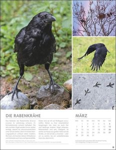 Vögel in unseren Gärten Posterkalender 2022
