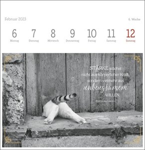 Wegler Katzen Weisheiten Premium-Postkartenkalender 2023. 53 Postkarten mit zauberhaften Katzenfotos und Zitaten in einem kleinen Kalender für Katzenfans.