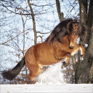 Horses 2025