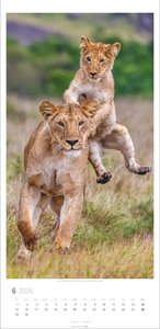 Big Cats Kalender 2026