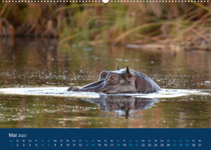 Nilpferde, Kolosse in Afrika (Wandkalender 2023 DIN A2 quer)