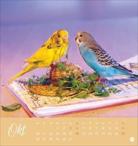 Freche Wellensittiche Postkartenkalender 2026
