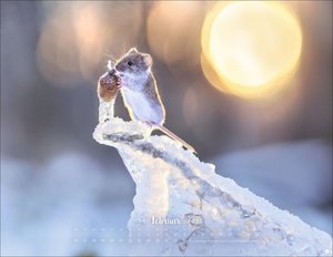 Vadim Trunov: Märchenhaftes Waldleben Posterkalender 2026