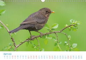 Singvögel - 12 Arten im Garten