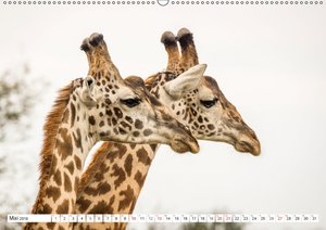Emotionale Momente: Giraffen, die höchsten Tiere der Welt.
