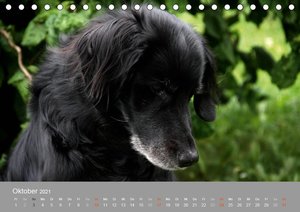 Graue Schnuten - Hunde in den besten Jahren (Tischkalender 2021 DIN A5 quer)