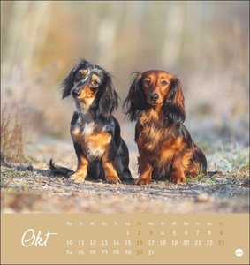 Dackel Postkartenkalender 2022
