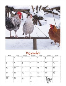 Der Hühnerkalender 2026