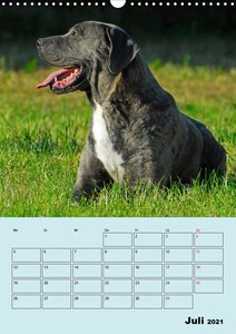 Planer Molosser - Giganten der Hundewelt (Wandkalender 2021 DIN A3 hoch)