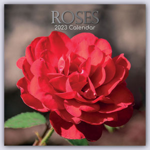 Roses - Rosen 2023 - 16-Monatskalender