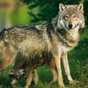 Wolves 2022