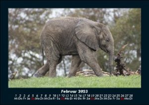 Der Tierkalender 2023 Fotokalender DIN A5