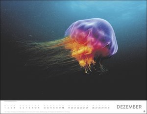 Unterwasser Posterkalender 2022