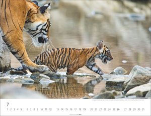 Tiger 2026