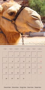 Dromedary and Camel - Giants of the Desert (Wall Calendar 2015 300 × 300 mm Square)