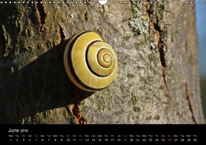 Schmutzler-Schaub, C: Beautiful snails (Wall Calendar 2016 D