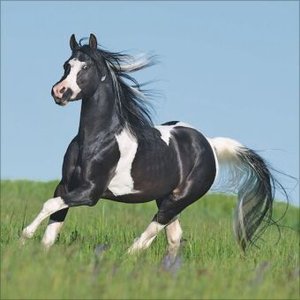 Horses 2025