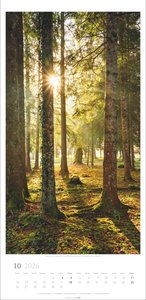 Im Wald Kalender 2026
