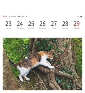 Katzen Postkartenkalender 2025