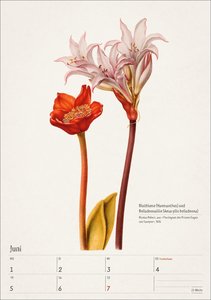 Bunte Pflanzenwelt Wochenplaner 2026