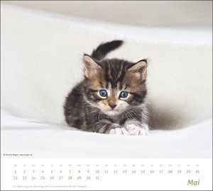 times&more Katzen Bildkalender 2023