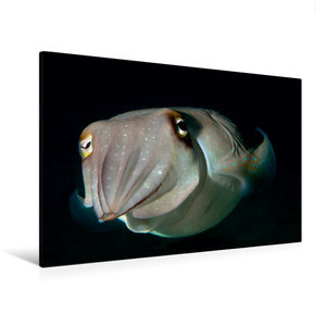 Premium Textil-Leinwand 120 cm x 80 cm quer Das herrliche Farbenspiel dieses kleinen Tintenfisches hat mich fasziniert!