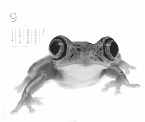 Black & White Animals 2026