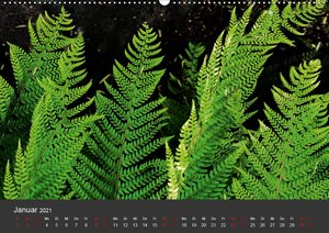 Farne - Filigrane Schönheiten (Wandkalender 2021 DIN A2 quer)