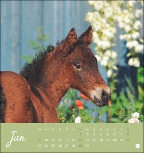 Pferde Postkartenkalender 2025