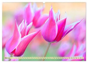Tulpen. Zauberhafte Blütenpracht (Wandkalender 2024 DIN A2 quer), CALVENDO Monatskalender