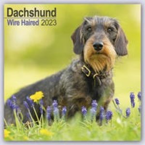 Wirehaired Dachshund - Rauhhaardackel 2023 - 16-Monatskalend
