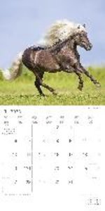 Pferde 2023 - Broschürenkalender 30x30 cm (30x60 geöffnet) - Kalender mit Platz für Notizen - Horses - Bildkalender - Wandplaner - Pferdekalender