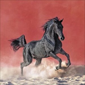 Horses 2025