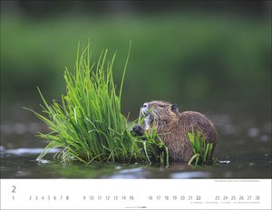 Heimische Wildtiere 2026