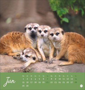 Erdmännchen Postkartenkalender 2026
