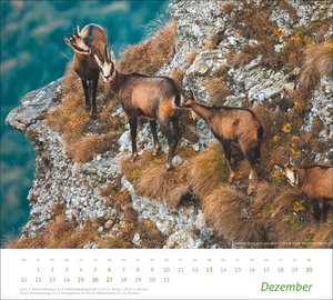 times&more Heimische Tiere Bildkalender 2026