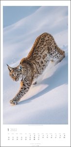 Big Cats Kalender 2022