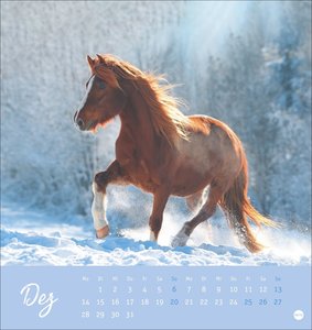 Pferde Postkartenkalender 2026