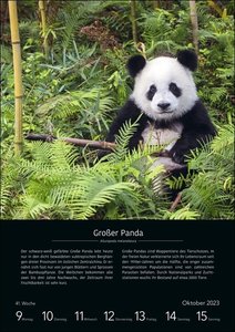 EinzigARTig Wochen-Kulturkalender 2023. 53 bedrohte Tierarten. Eindrucksvoller Fotokalender als Wand-Wochenplaner. Mit Infos zu Lebensweise & Artenschutz