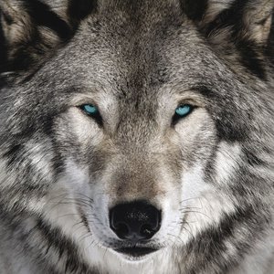 Wolves 2022