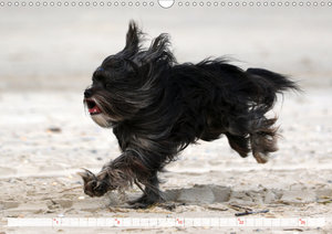 Tibet Terrier Theo