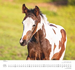 Geliebte Pferde 2025 – DUMONT-Wandkalender – Pferdefotografie von Christiane Slawik Format – 38,0 x 35,5 cm