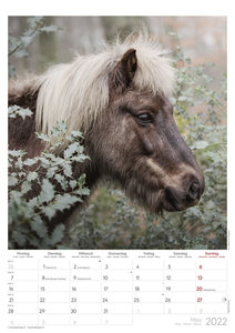 Islandpferde 2022 - Bild-Kalender A3 (29,7x42 cm) - Icelandic Horses - Tier-Kalender - Wandplaner - Alpha Edition