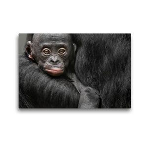 Premium Textil-Leinwand 45 cm x 30 cm quer Bonobo XOLA