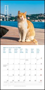 Cats Around the World 2023 - Wand-Kalender - Broschüren-Kalender - 30x30 - 30x60 geöffnet - Katzen-Kalender