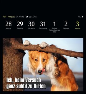 Animal Memes Postkartenkalender 2025 - 53 tierisch witzige Postkarten