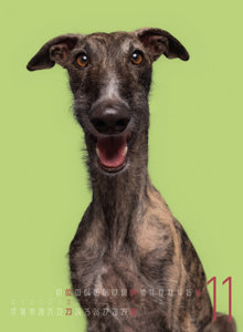 Frei Schnauze - Kalender 2025